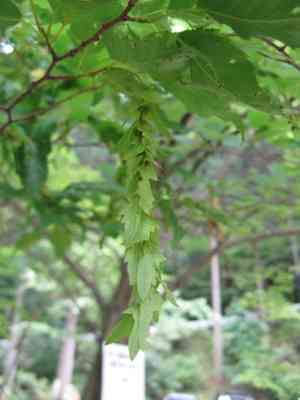 Loose-flower hornbeam(Carpinus laxiflora)