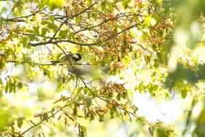 Eastern hornbeam(Carpinus orientalis)