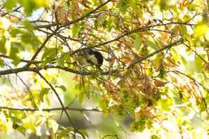 Eastern hornbeam(Carpinus orientalis)