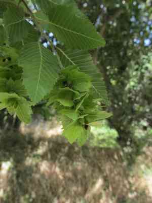 Eastern hornbeam(Carpinus orientalis)
