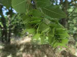 Eastern hornbeam(Carpinus orientalis)