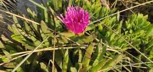 Sea fig(Carpobrotus chilensis)