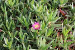 Sea fig(Carpobrotus chilensis)