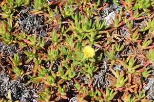 Hottentot fig(Carpobrotus edulis)