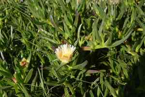 Hottentot fig(Carpobrotus edulis)