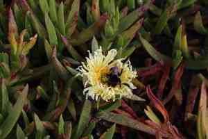 Hottentot fig(Carpobrotus edulis)