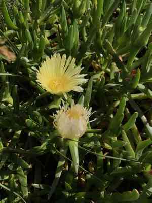 Hottentot fig(Carpobrotus edulis)