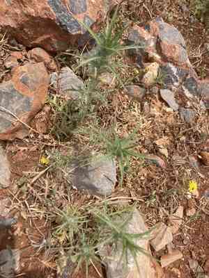 Distaff thistles (Carthamus)(Carthamus)