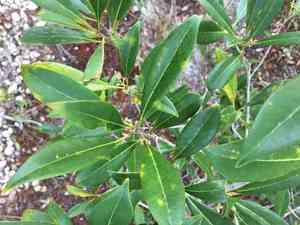 Cartrema americana(Cartrema americana)