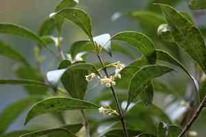 Cartrema americana(Cartrema americana)