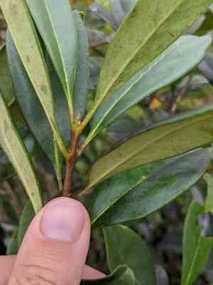 Cartrema americana(Cartrema americana)