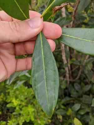 Cartrema americana(Cartrema americana)