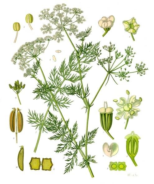 Annual caraway
