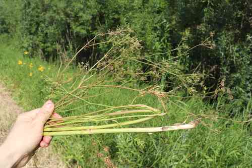 Annual caraway(Carum carvi)