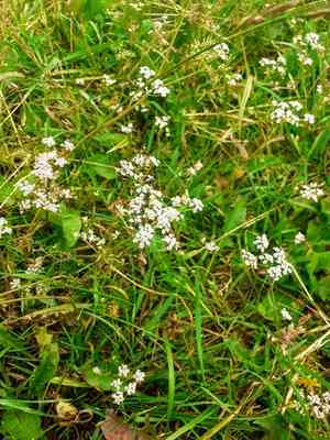 Annual caraway(Carum carvi)