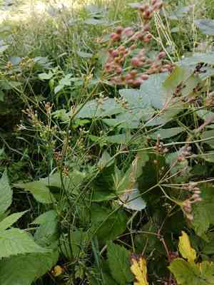 Annual caraway(Carum carvi)