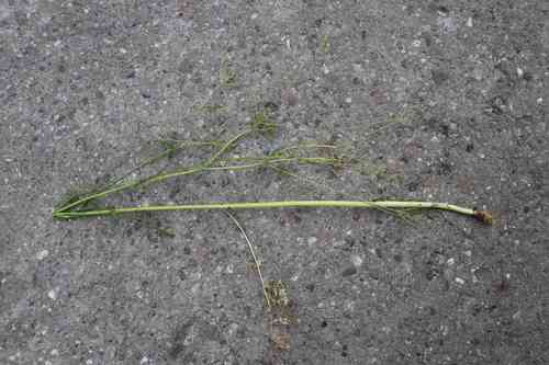 Annual caraway(Carum carvi)