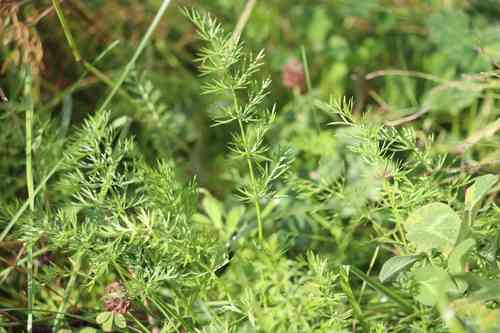 Annual caraway(Carum carvi)