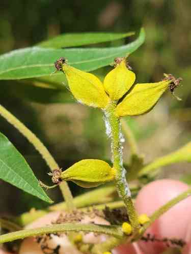 Water hickory(Carya aquatica)