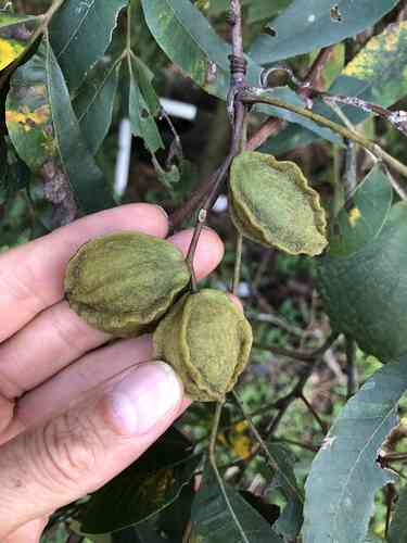 Water hickory(Carya aquatica)