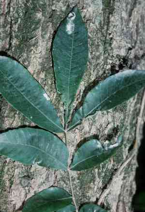 Water hickory(Carya aquatica)