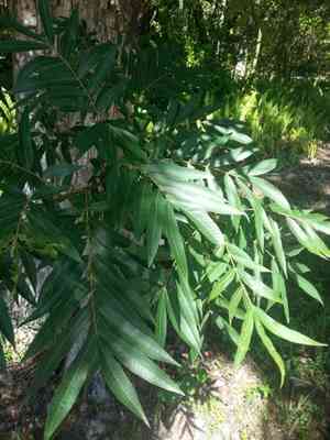 Water hickory(Carya aquatica)
