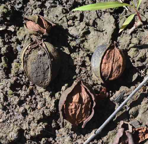 Water hickory(Carya aquatica)