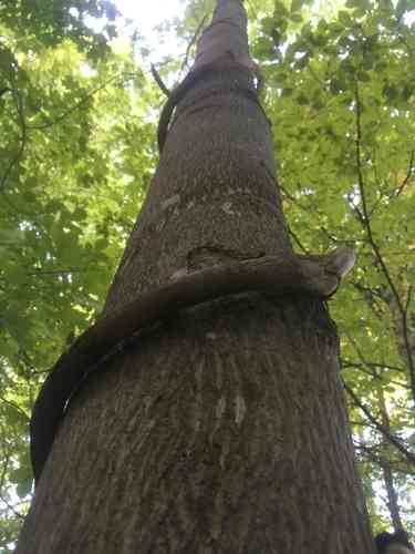 Bitternut hickory(Carya cordiformis)