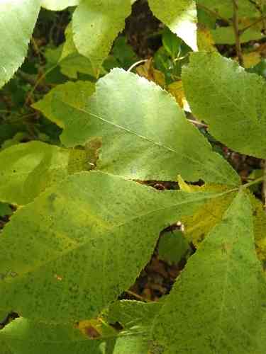 Bitternut hickory(Carya cordiformis)