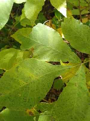 Bitternut hickory(Carya cordiformis)