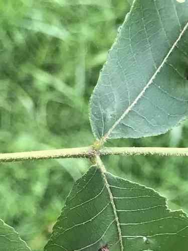 Bitternut hickory(Carya cordiformis)