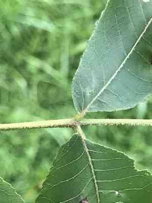 Bitternut hickory(Carya cordiformis)