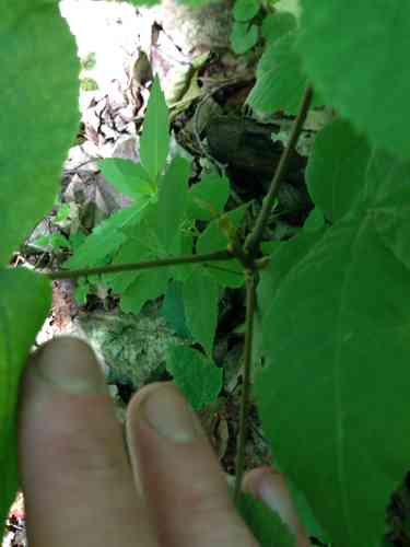 Bitternut hickory(Carya cordiformis)