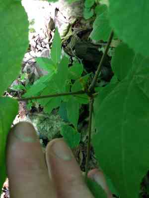 Bitternut hickory(Carya cordiformis)