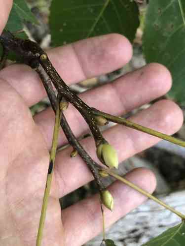 Pignut hickory(Carya glabra)