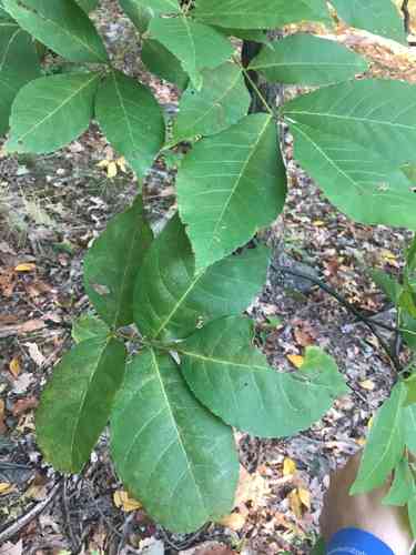 Pignut hickory(Carya glabra)