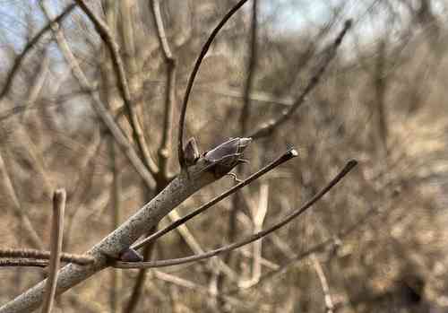 Shellbark hickory(Carya laciniosa)