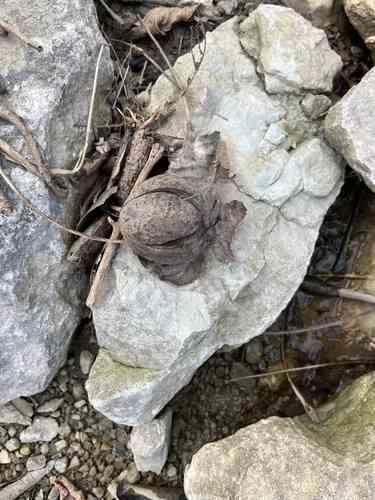 Shellbark hickory(Carya laciniosa)