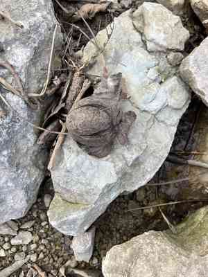 Shellbark hickory(Carya laciniosa)