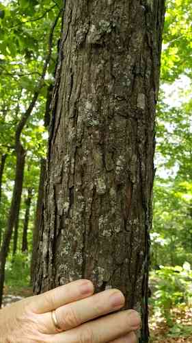 Shellbark hickory(Carya laciniosa)