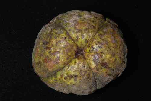 Shellbark hickory(Carya laciniosa)