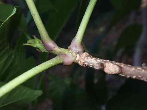 Red hickory(Carya ovalis)