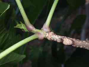 Red hickory(Carya ovalis)
