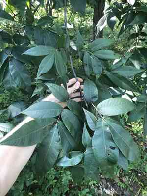 Red hickory(Carya ovalis)