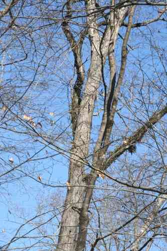 Red hickory(Carya ovalis)