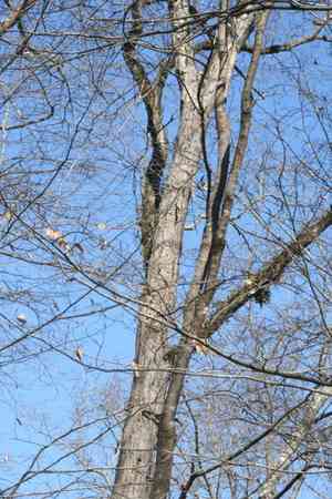 Red hickory(Carya ovalis)