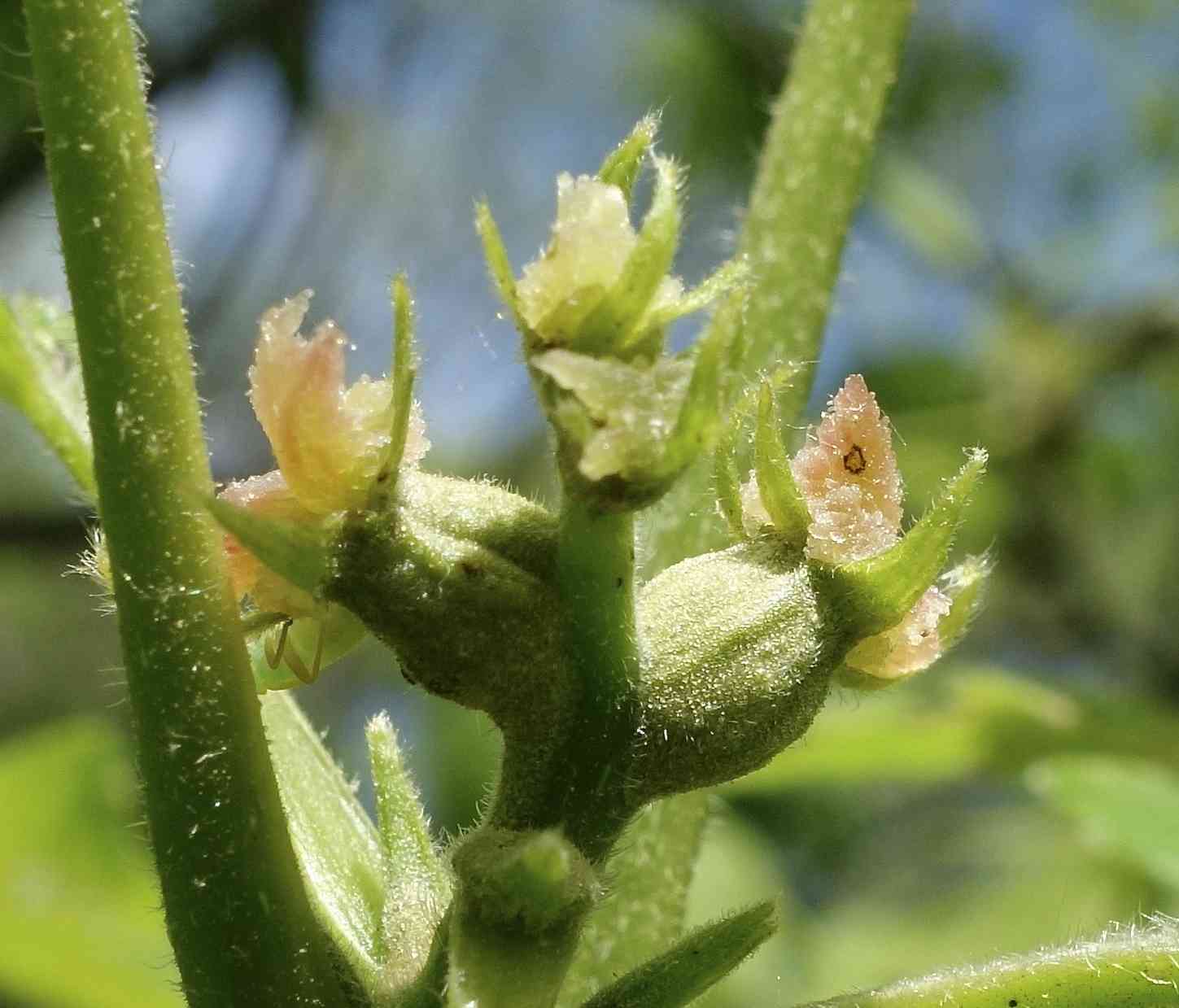 Shagbark hickory(Carya ovata)