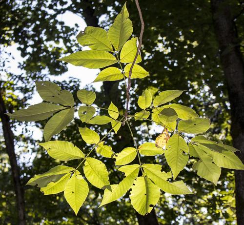 Shagbark hickory(Carya ovata)
