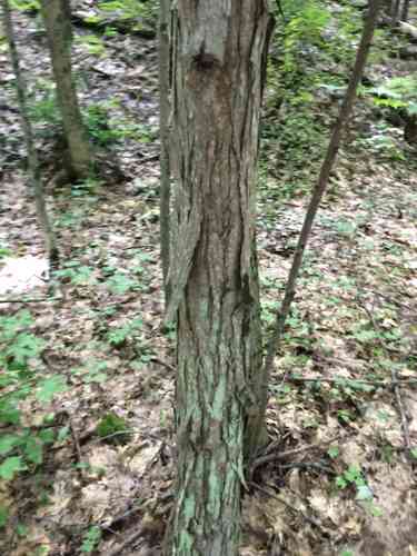 Shagbark hickory(Carya ovata)