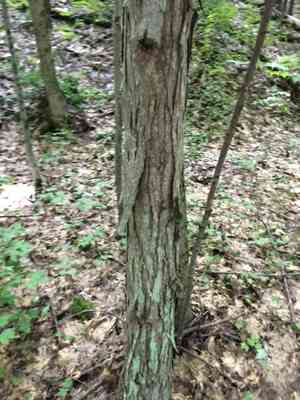 Shagbark hickory(Carya ovata)